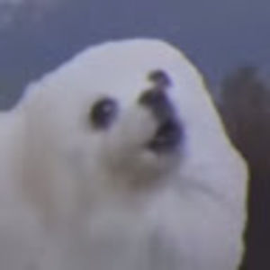 Meet your Posher, Lynette